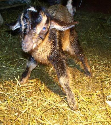 When will she kid? - Goats