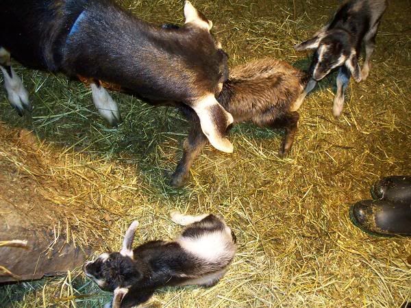 When will she kid? - Goats