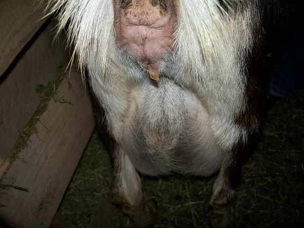 When will she kid? - Goats