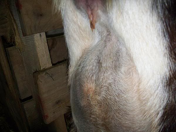 When will she kid? - Goats