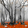 photo halloween-12-9-forests.png