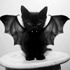 photo halloween-309-padf00t.png