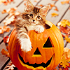 photo HALLOWEEN-i2012h131-CITADEL_ICONS.png