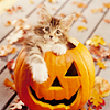 photo Halloween-18-RAPTUREICONS.png