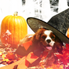 photo Halloween11-MEATHIEL.png
