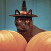 photo halloWEEN-3-SWEETRAPTURE82-AT-FREETIMER_ICONS.png