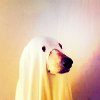 photo halloween-18x-phchiu18z.png