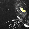 photo halloween-28y-bloomyicons.png