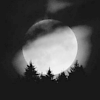 photo halloween-6-14-forests.png