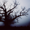 photo halloween-stock03011328-lookslikerain.png