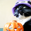 photo halloween-witchincat-arrow.png