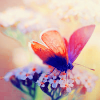 photo SEPT-STOCKbutterfly2-PHCHIU.png