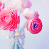 photo SEPT-STOCKroses2-PHCHIU.png