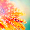 photo sept-stockorange25-phchiu.png