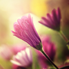 photo august-1_flowers-sietepecados.png