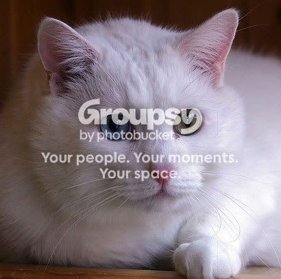 white-cat.jpg Crystal Waterfall image by brandibnj4