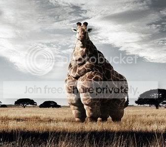 44526590.jpg