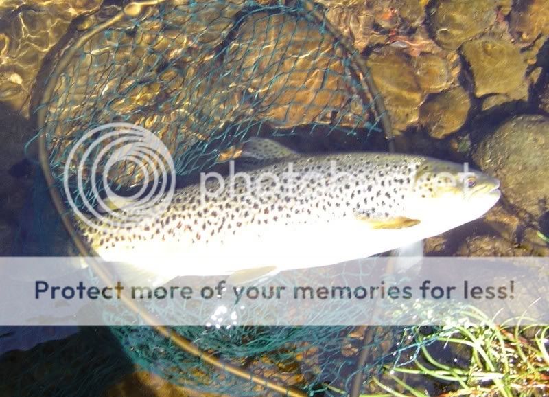 » Topic How fast can a trout grow?