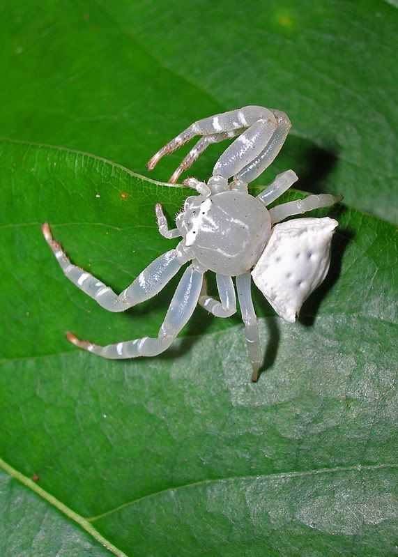 translucent spider identification translucent spider identification